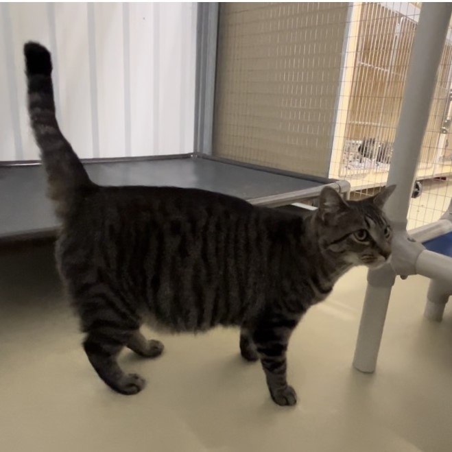 Thursday, a Adoptable mixed breed in Clarksville, VA image 6/6