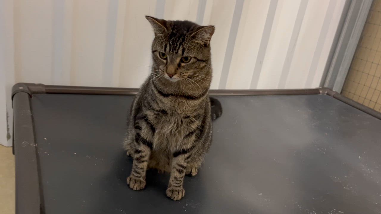 Enlarge Thursday, a Adoptable mixed breed in Clarksville, VA video 3/6