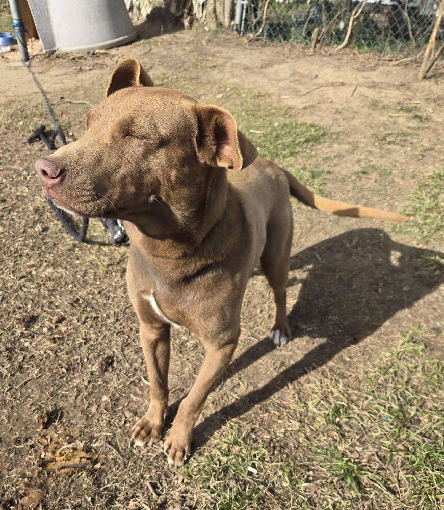 Soldier, Adoptable, Young Male Mixed Breed.