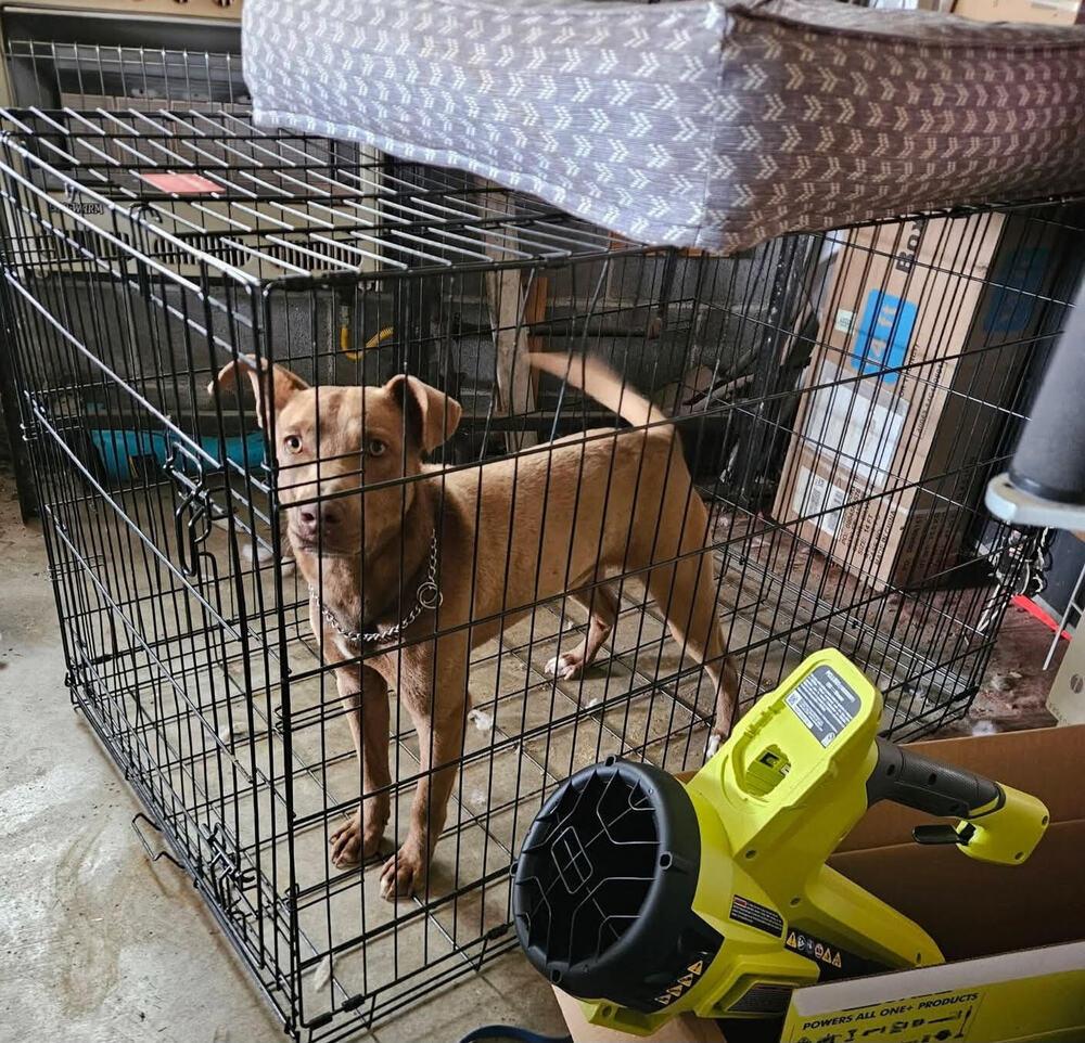 Enlarge Soldier, a Adoptable Mixed Breed in Chattanooga, TN image 2/3