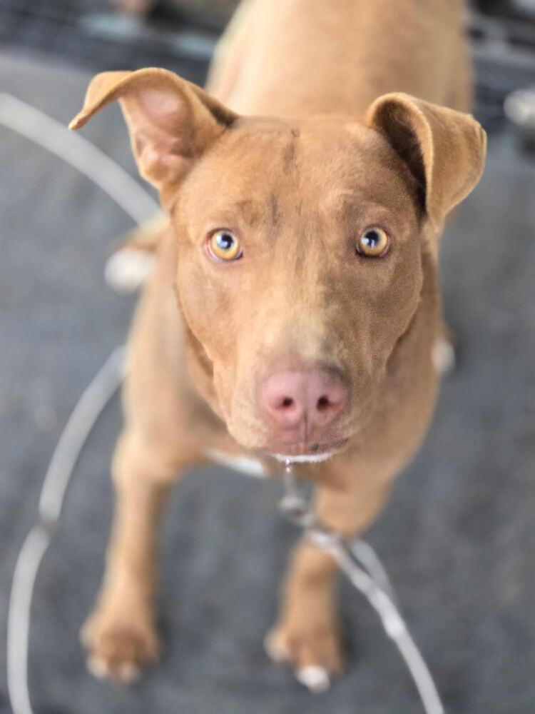 Enlarge Soldier, a Adoptable Mixed Breed in Chattanooga, TN image 3/3