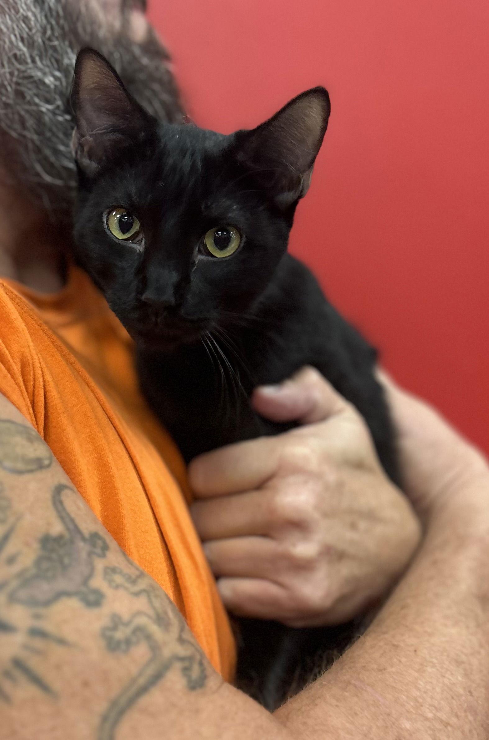 Woodchuck ( SC), Adoptable, Young Male Bombay.