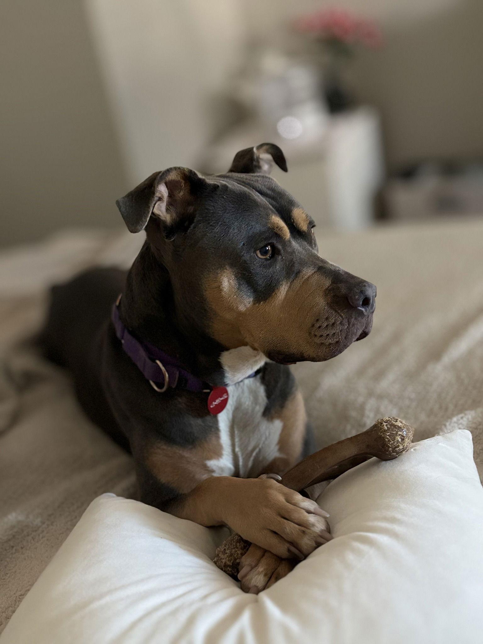 Enlarge Chula 283626, a Adoptable American Bulldog in Petaluma, CA image 1/3