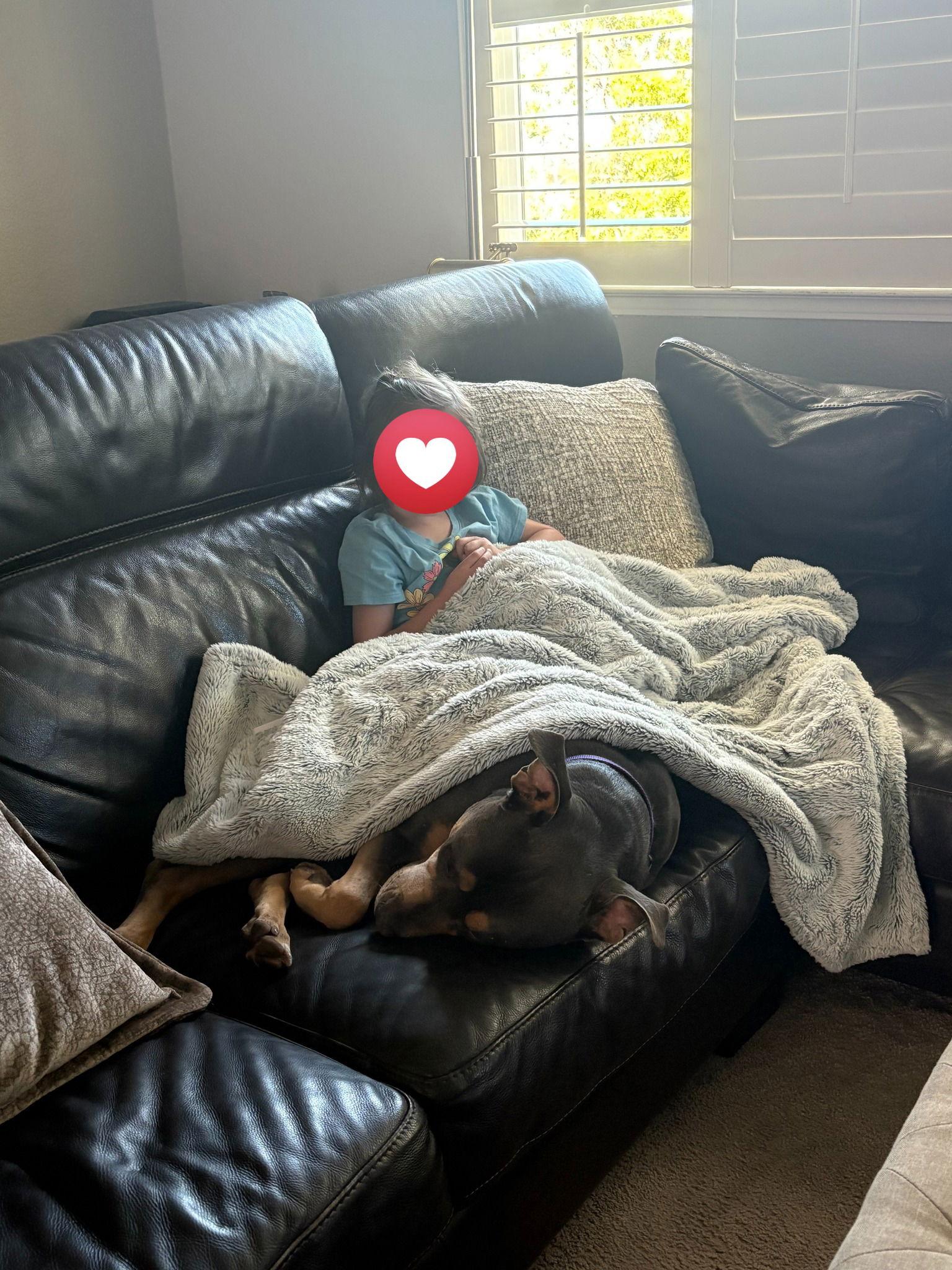 Enlarge Chula 283626, a Adoptable American Bulldog in Petaluma, CA image 3/3