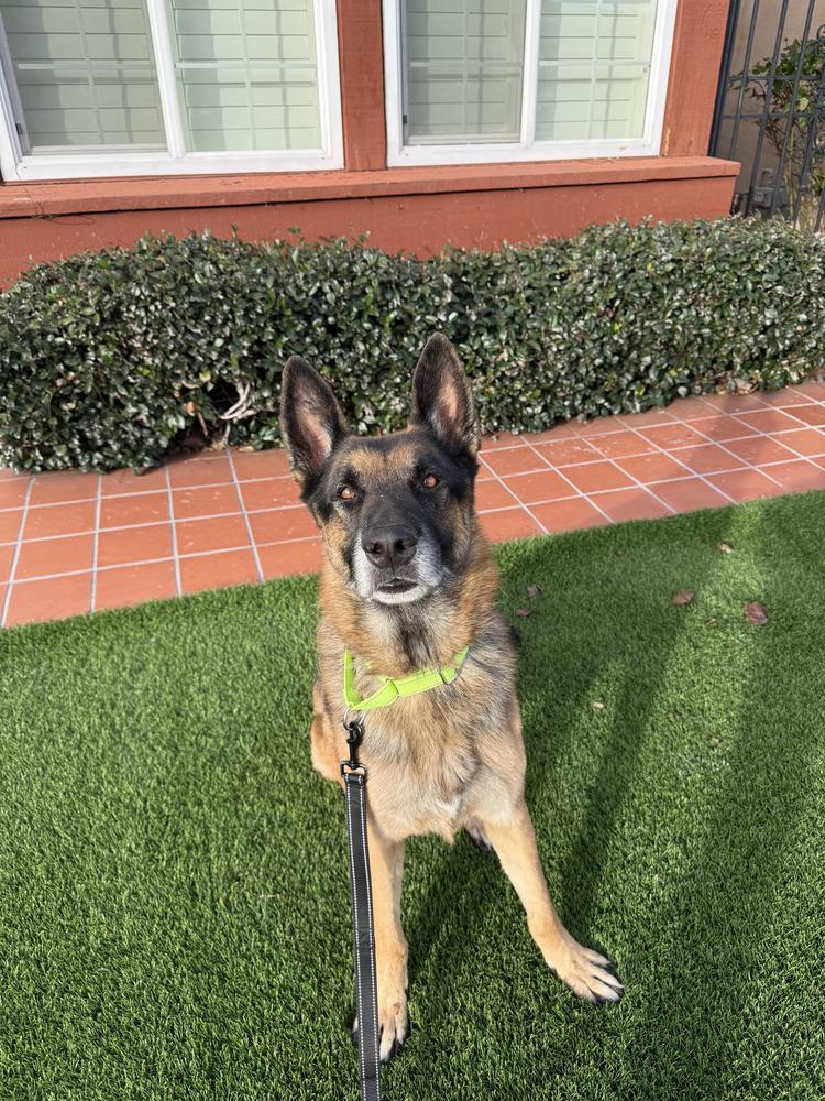 Diesel, Adoptable, Adult Male German Shepherd Dog.