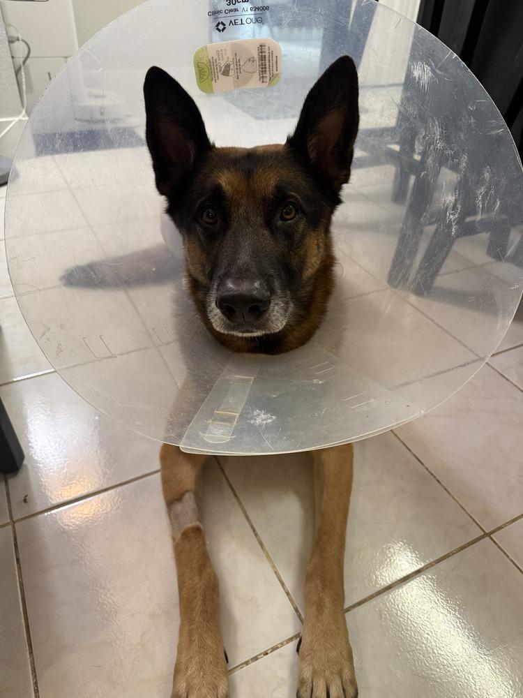 Diesel, a Adoptable German Shepherd Dog in Bend, OR image 2/5