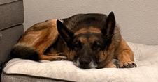 Diesel, a Adoptable German Shepherd Dog in Bend, OR image 4/5