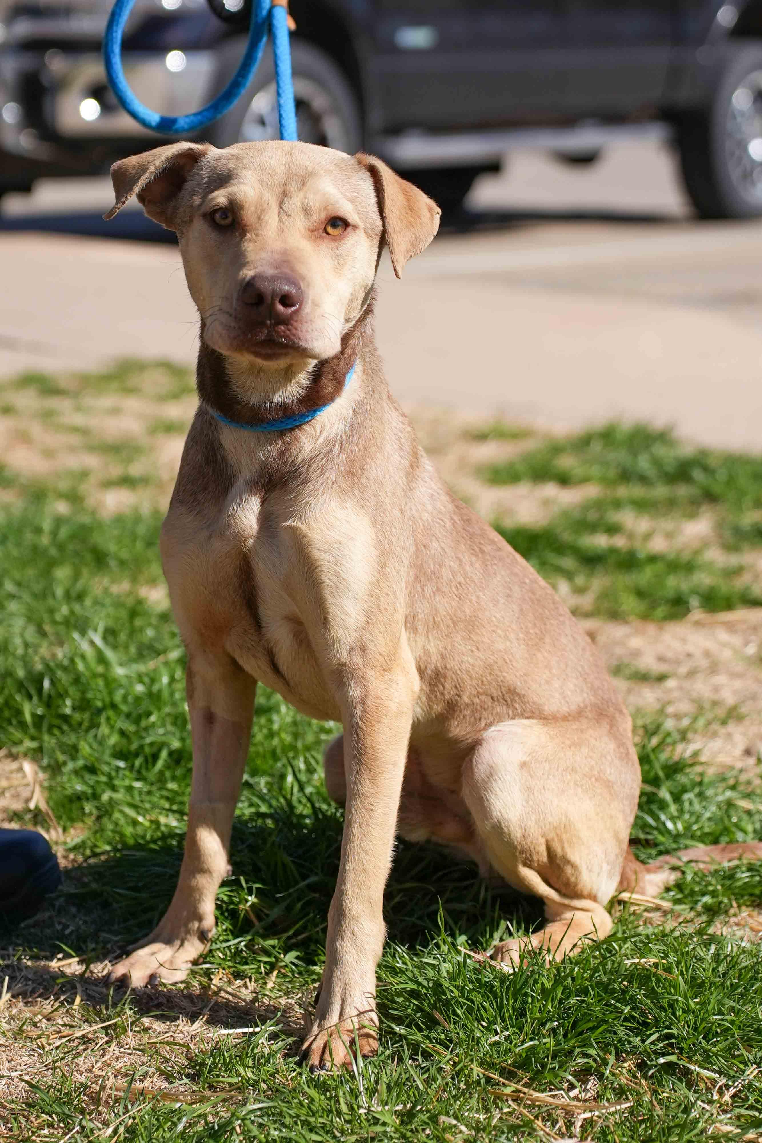 Kohdak, ADOPTABLE, Young Male Pit Bull Terrier.