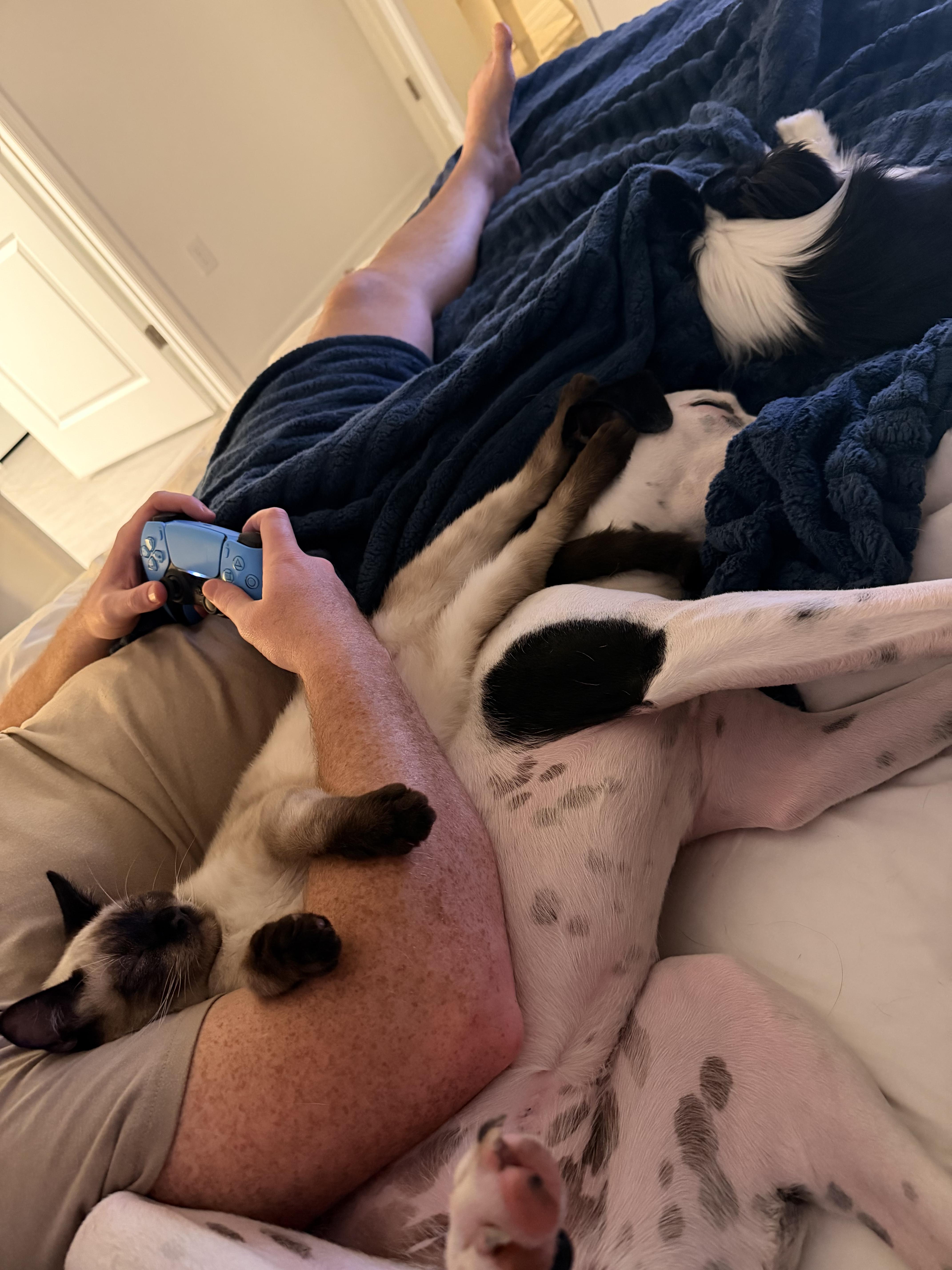 Enlarge Mercy, a Adoptable Mixed Breed in tampa, FL image 6/6