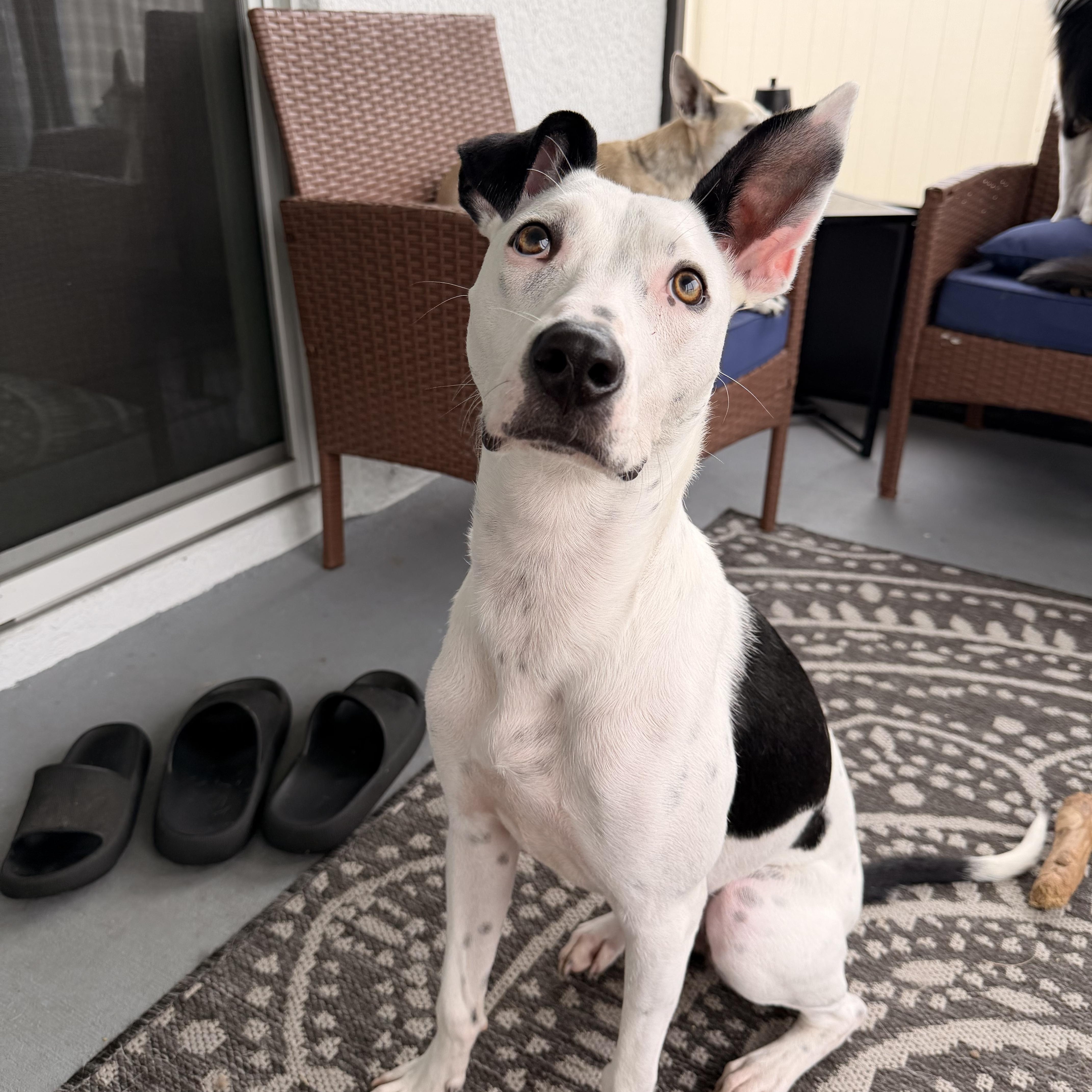 Enlarge Mercy, a Adoptable Mixed Breed in tampa, FL image 4/6