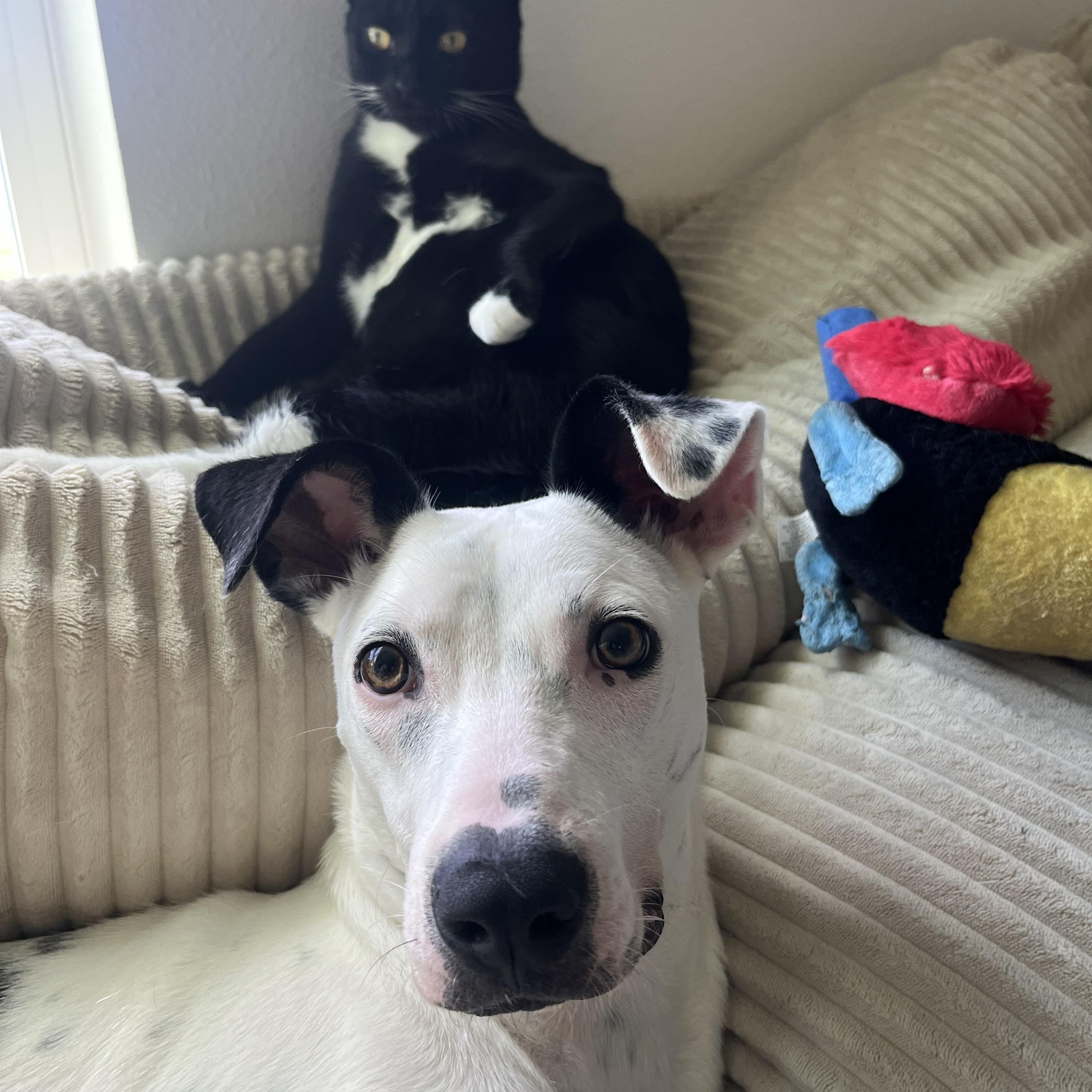 Enlarge Mercy, a Adoptable Mixed Breed in tampa, FL image 2/6