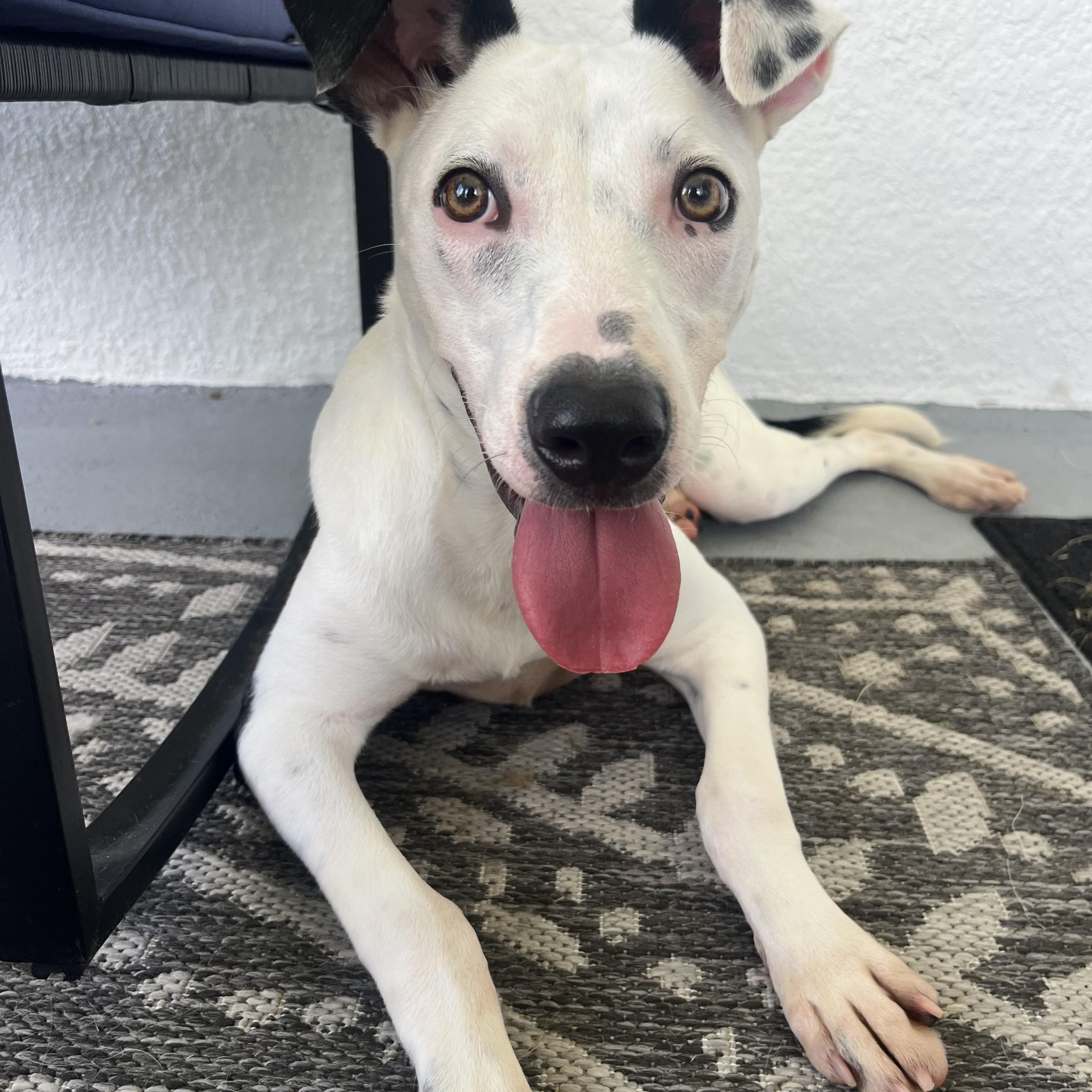 Enlarge Mercy, a Adoptable Mixed Breed in tampa, FL image 1/6