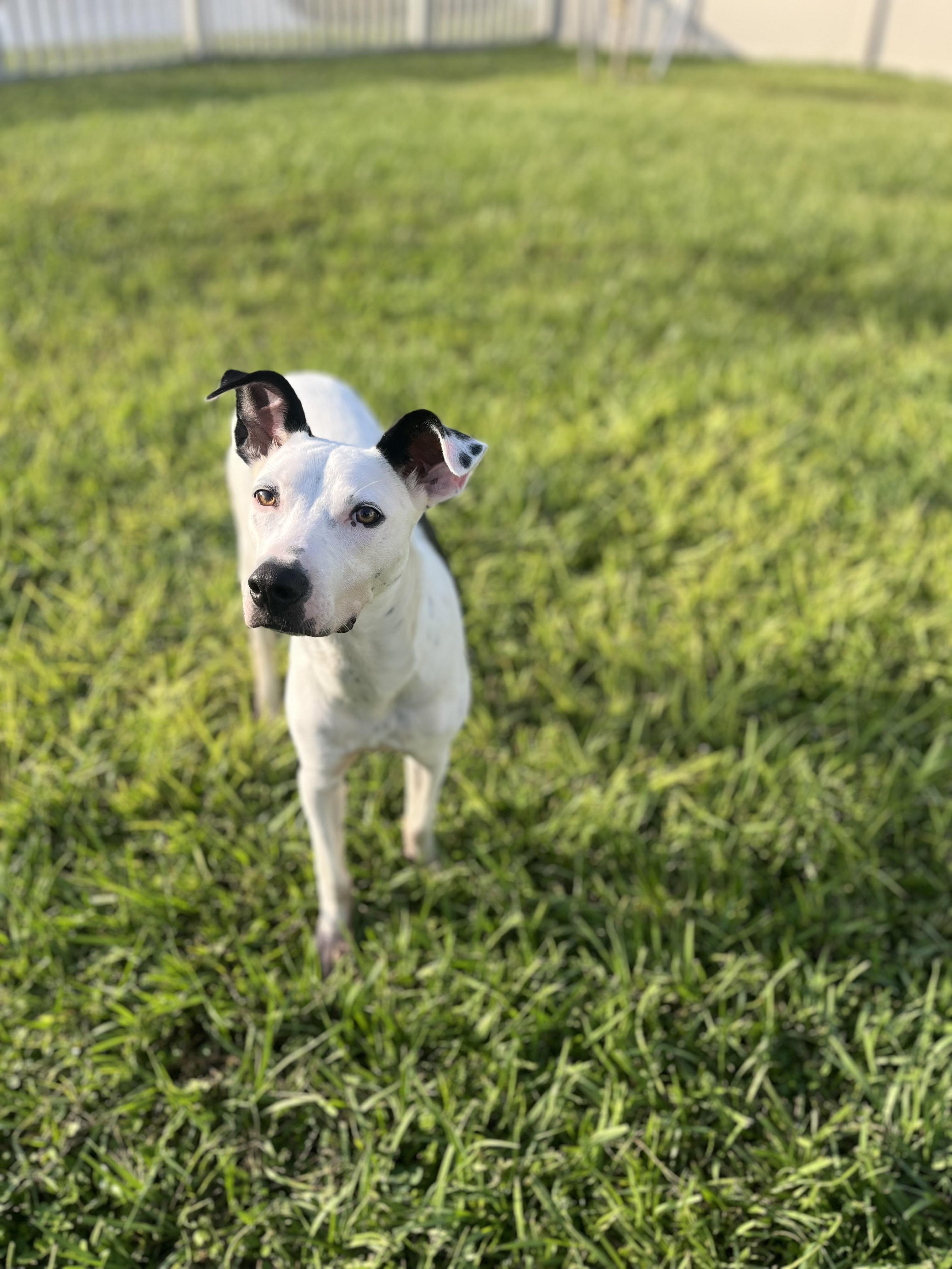 Enlarge Mercy, a Adoptable Mixed Breed in tampa, FL image 5/6