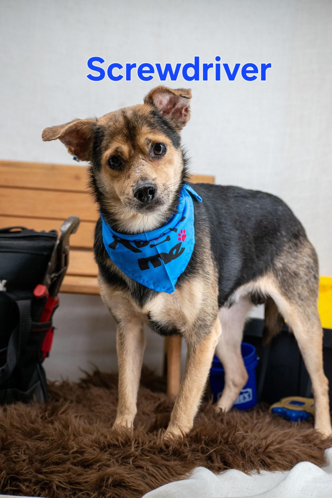 Enlarge Screwdriver, a ADOPTABLE mixed breed in Sevierville, TN image 1/4