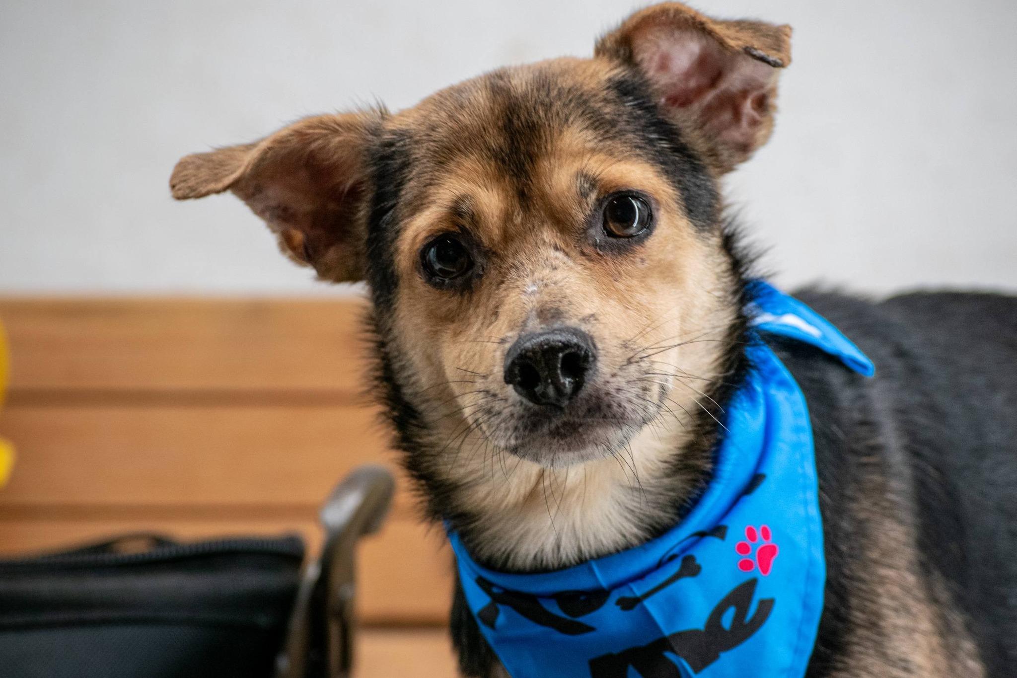 Enlarge Screwdriver, a ADOPTABLE mixed breed in Sevierville, TN image 3/4