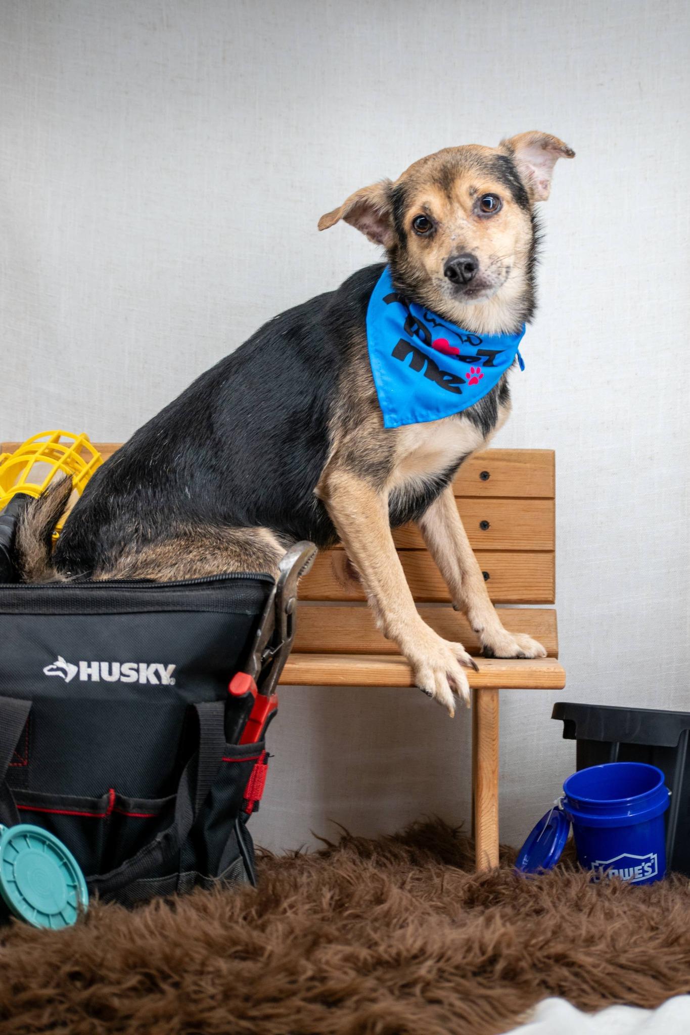 Enlarge Screwdriver, a ADOPTABLE mixed breed in Sevierville, TN image 4/4