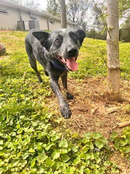 Mack, Adoptable, Young Male Cattle Dog.
