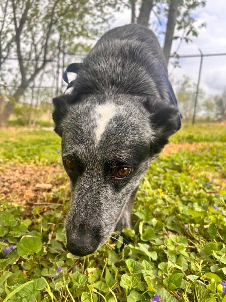 Enlarge Mack, a Adoptable Cattle Dog in Athens, AL image 2/4