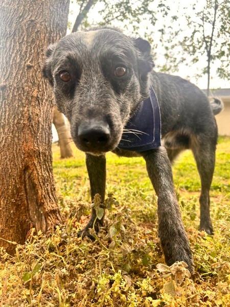 Enlarge Mack, a Adoptable Cattle Dog in Athens, AL image 3/4