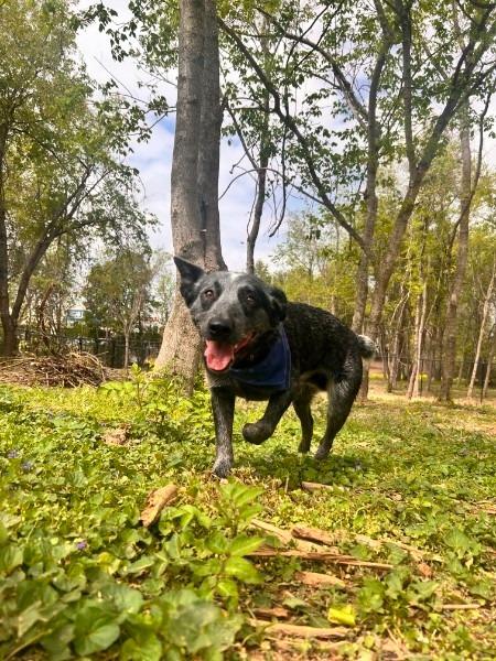 Enlarge Mack, a Adoptable Cattle Dog in Athens, AL image 4/4