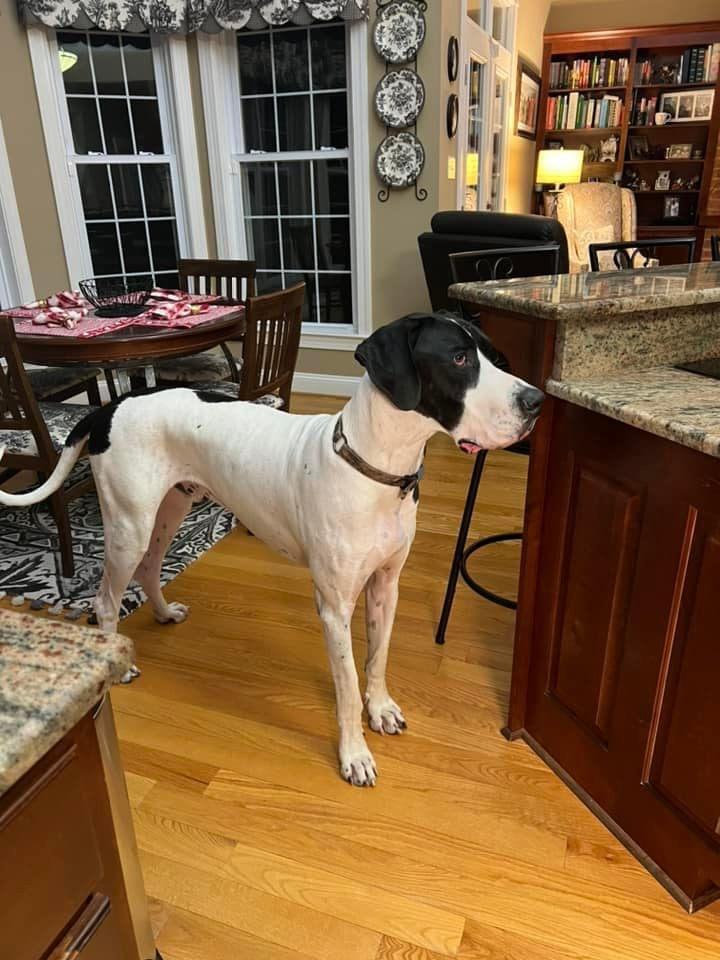Enlarge Yoki, an adopted Great Dane in Richmond, VA image 2/4