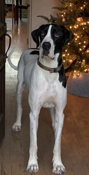 Enlarge Yoki, an adopted Great Dane in Richmond, VA image 4/4
