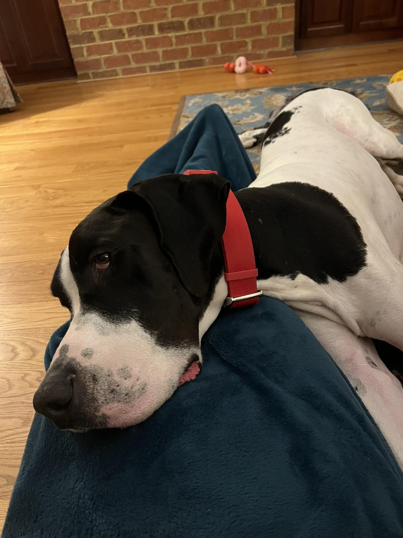 Enlarge Yoki, an adopted Great Dane in Richmond, VA image 3/4