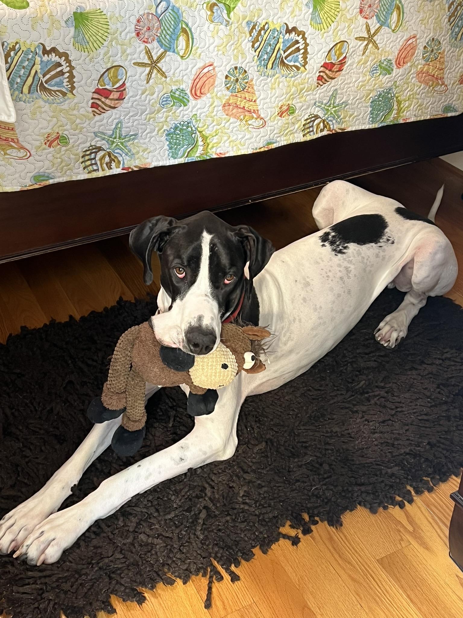 Enlarge Yoki, an adopted Great Dane in Richmond, VA image 1/4