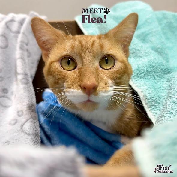 FLEA, a ADOPTABLE Domestic Short Hair in Madison, WI image 1/3