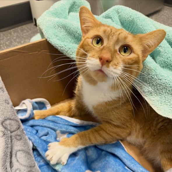 FLEA, a ADOPTABLE Domestic Short Hair in Madison, WI image 2/3