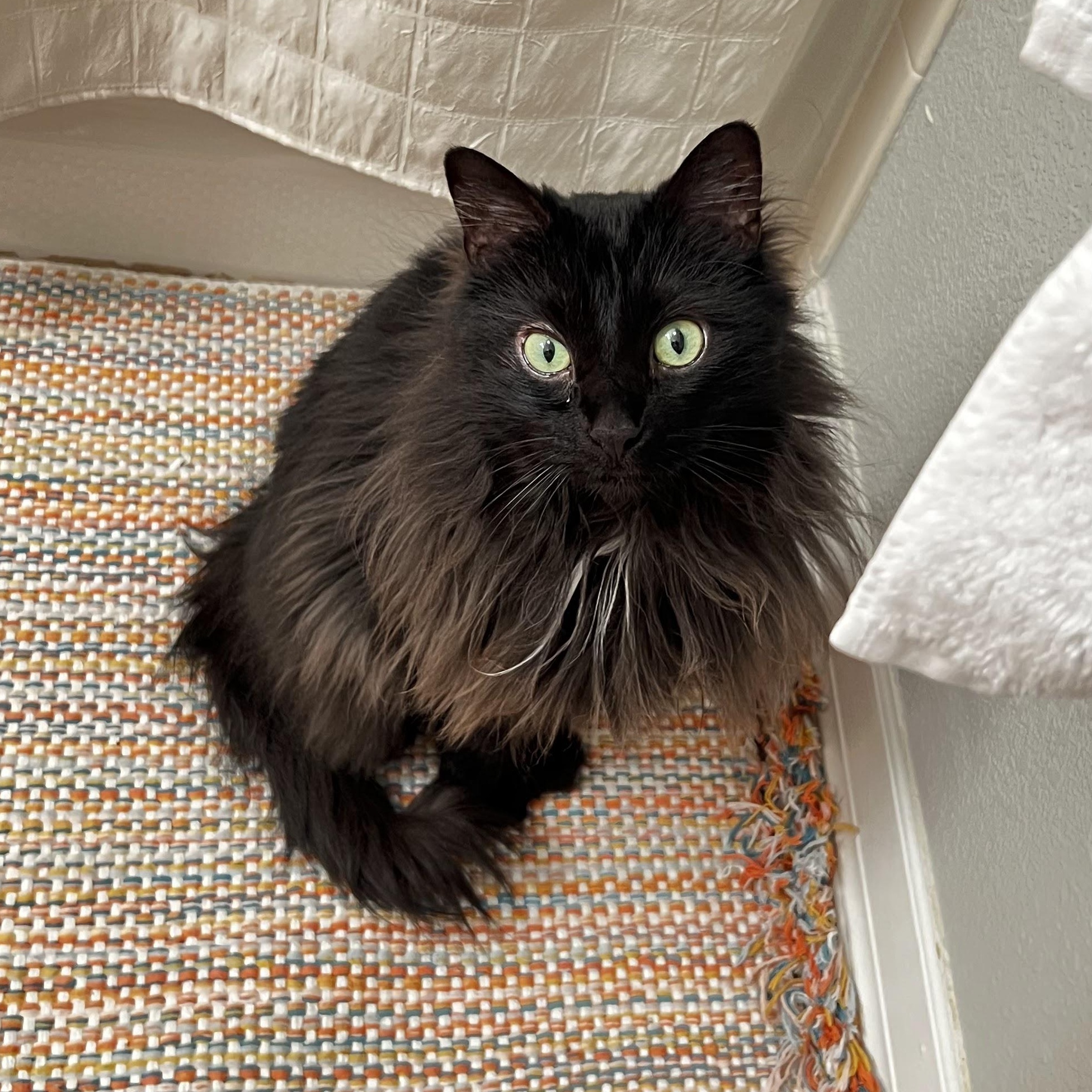 Stormy Faller, adopted, Adult Female Domestic Long Hair.
