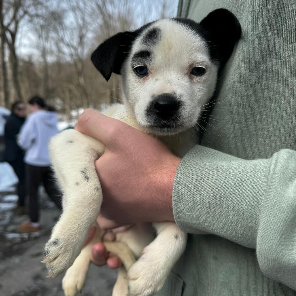 NY Paisley (Foster in Brewster NY), Adoptable, Puppy Female Husky & Mixed Breed.