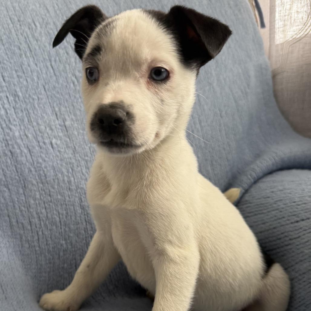 Enlarge NY Paisley (Foster in Mahopac), a Adoptable mixed breed in Patterson, NY image 4/6