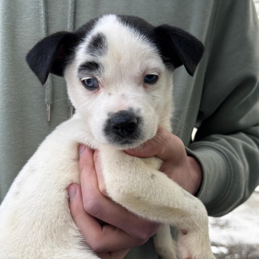 Enlarge NY Paisley (Foster in Mahopac), a Adoptable mixed breed in Patterson, NY image 6/6