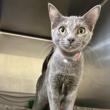 Enlarge Royal Oak, a ADOPTABLE American Shorthair in Danbury, CT image 1/1