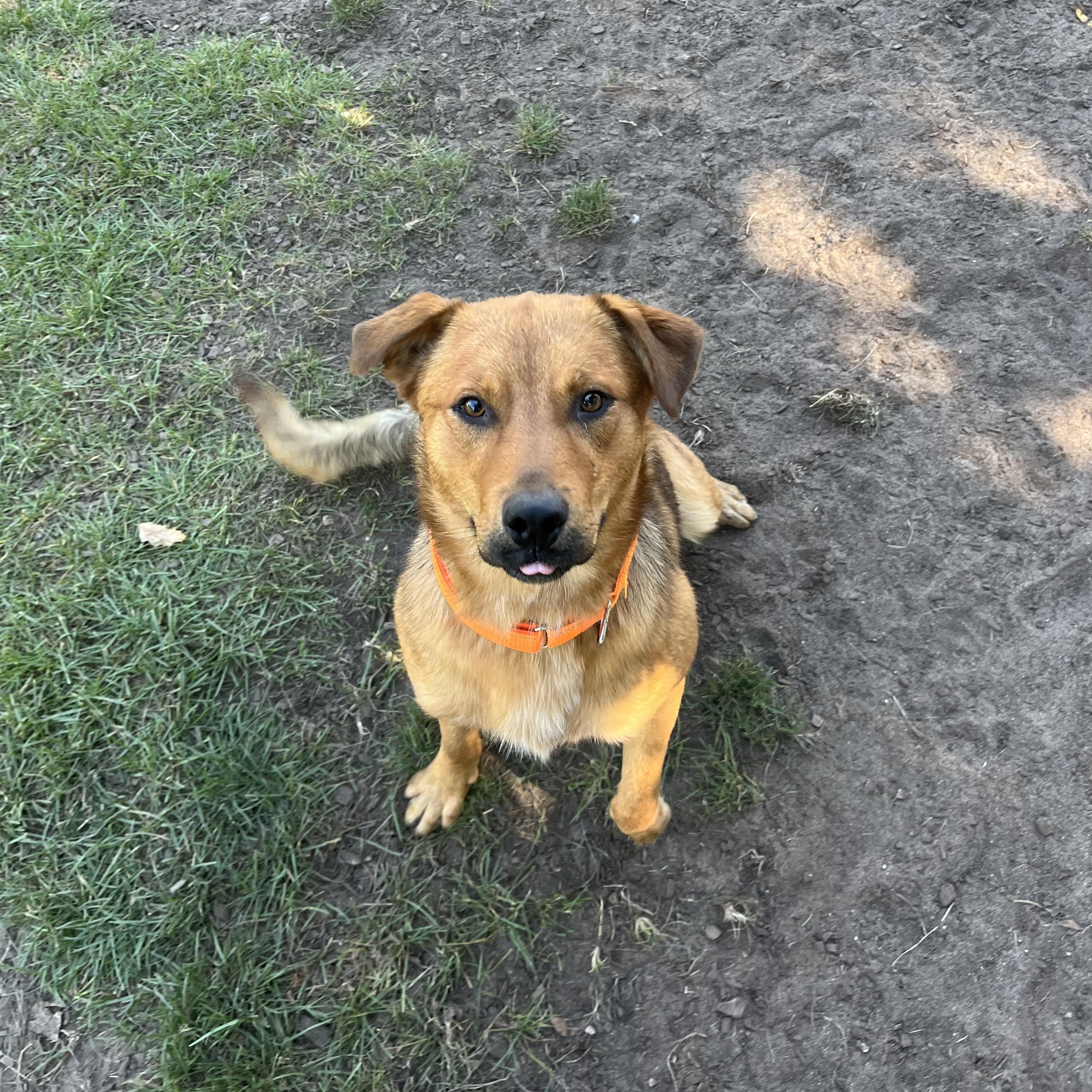 Enlarge Kyle, a Adoptable mixed breed in Mount Pleasant, MI image 3/3