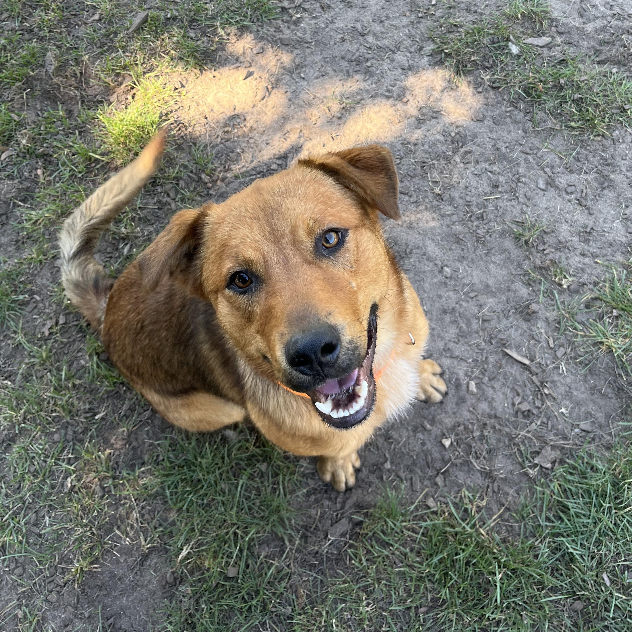 Enlarge Kyle, a Adoptable mixed breed in Mount Pleasant, MI image 1/3