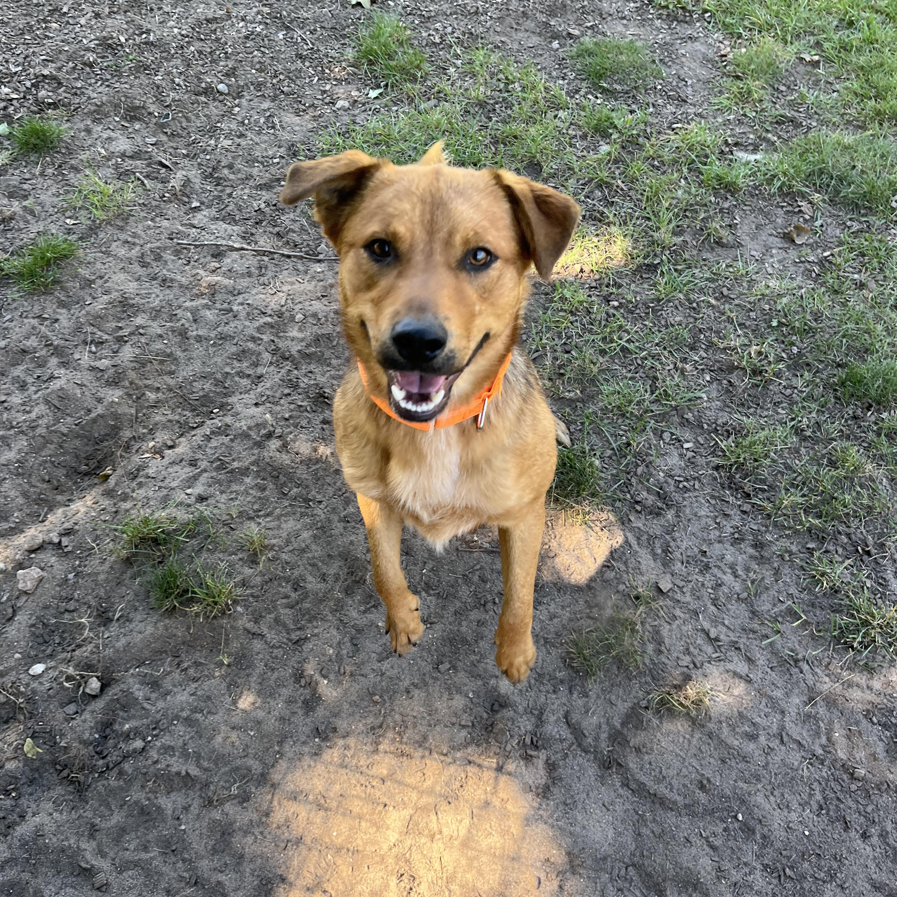Enlarge Kyle, a Adoptable mixed breed in Mount Pleasant, MI image 2/3