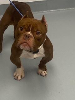 GREMLIN, Adoptable, Adult Male American Bulldog.