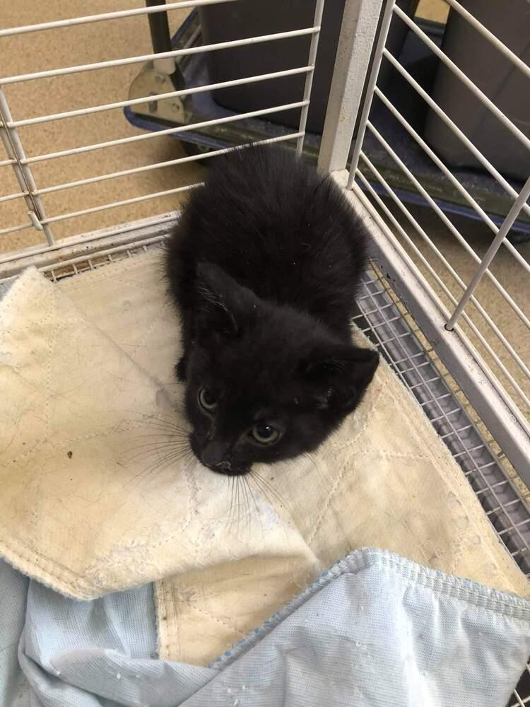 Enlarge Dante, a Adopted Domestic Short Hair in Richmond, IN image 1/1