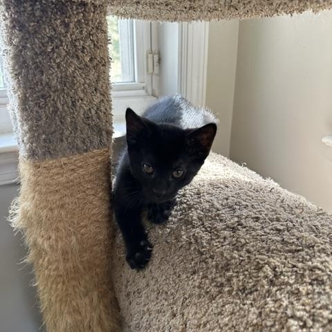 Enlarge JET, an adopted Domestic Short Hair in Philadelphia, PA image 1/3