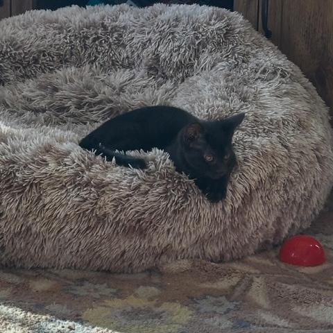 Enlarge JET, an adopted Domestic Short Hair in Philadelphia, PA image 3/3