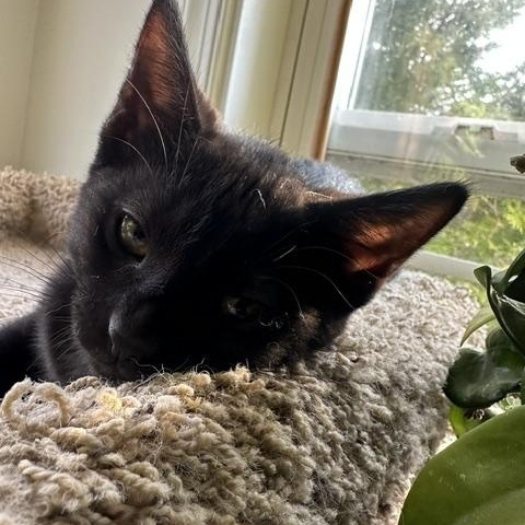 Enlarge JET, an adopted Domestic Short Hair in Philadelphia, PA image 2/3