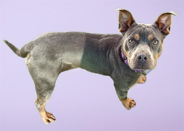 FENNEL, Adoptable, Young Female Staffordshire Bull Terrier & Mixed Breed.