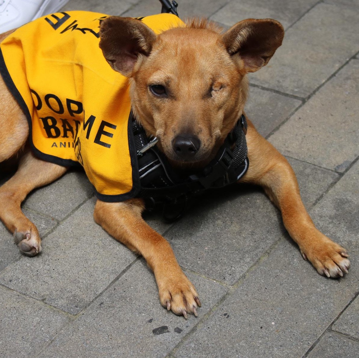 Enlarge Lisa "Left Eye" Lopes, an adopted Chihuahua in Brooklyn, NY image 3/6