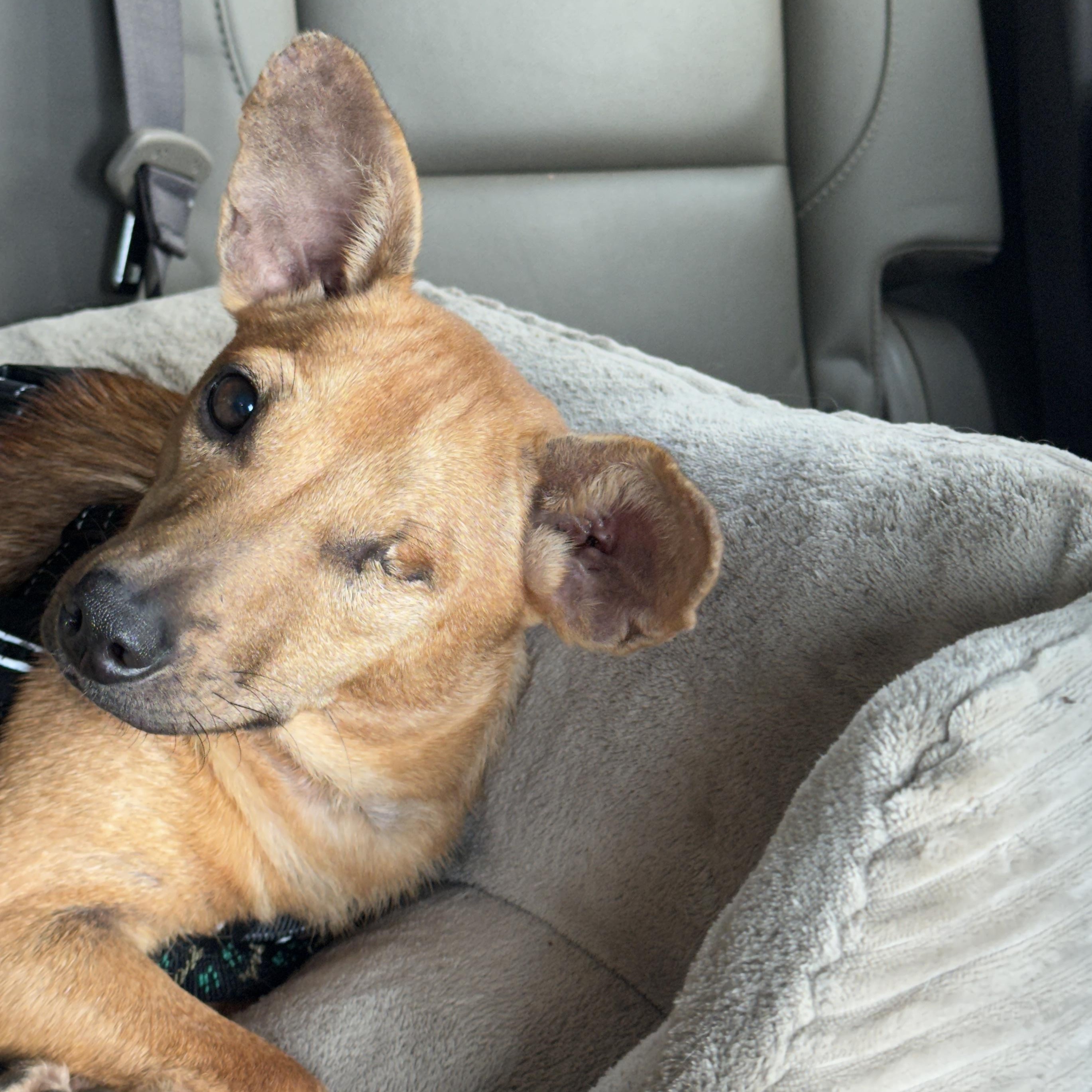 Enlarge Lisa "Left Eye" Lopes, a ADOPTABLE Chihuahua in Brooklyn, NY image 3/3