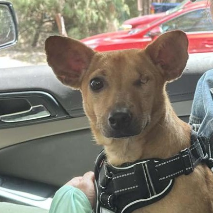 Enlarge Lisa "Left Eye" Lopes, a ADOPTABLE Chihuahua in Brooklyn, NY image 2/3