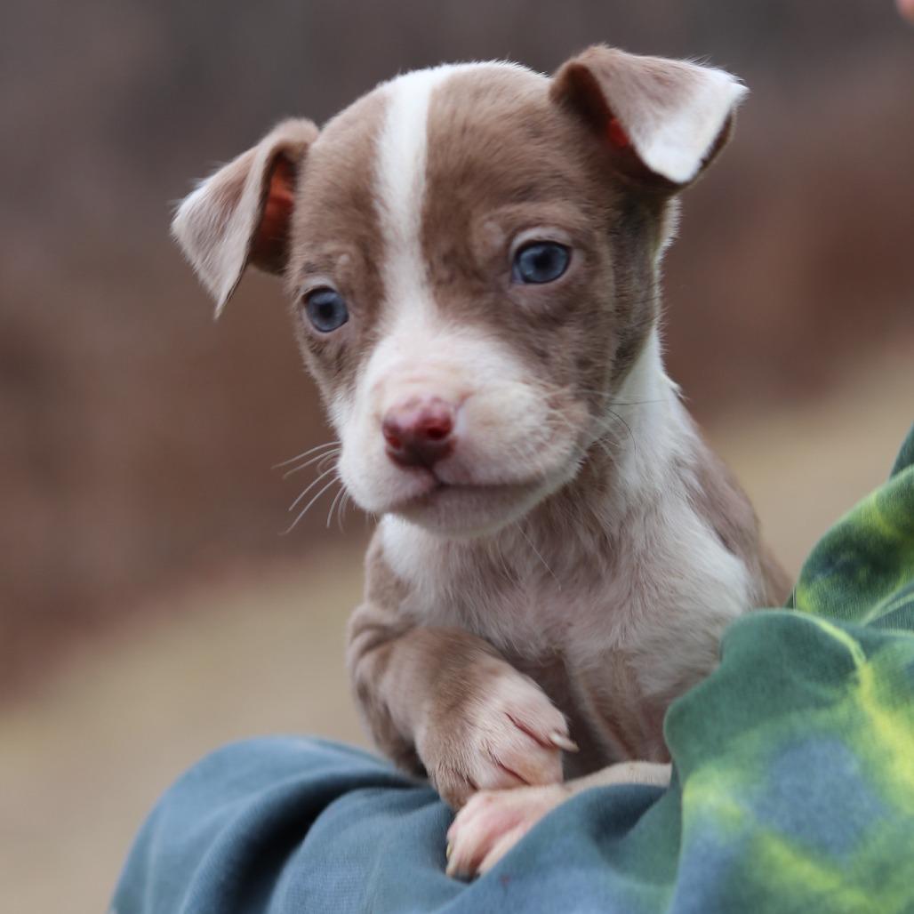 Enlarge CT Festus avail Dec 27, a Adoptable mixed breed in Stormville, NY image 1/5