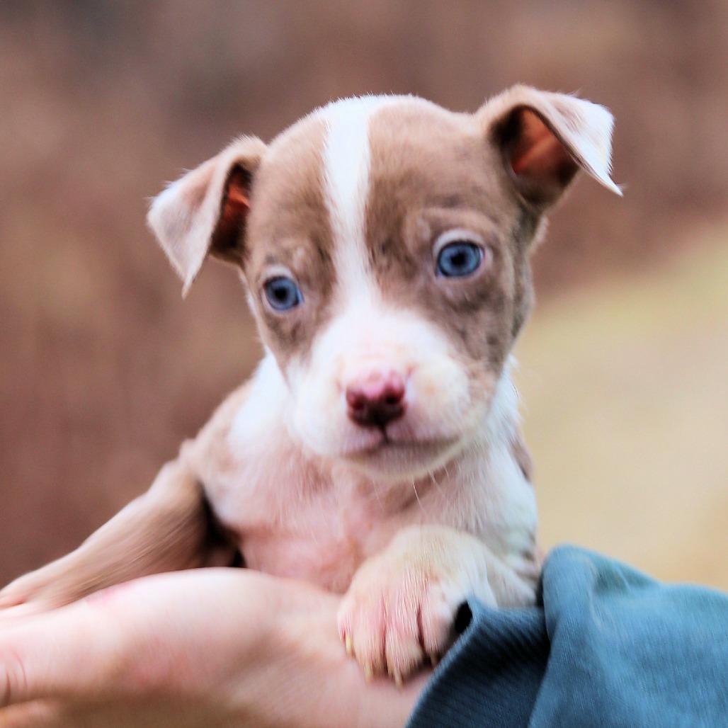 Enlarge CT Festus avail Dec 27, a Adoptable mixed breed in Stormville, NY image 3/5