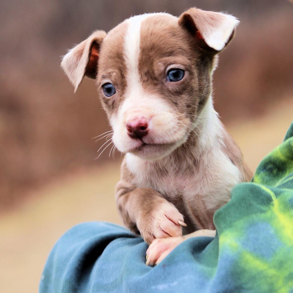 Enlarge CT Festus avail Dec 27, a Adoptable mixed breed in Stormville, NY image 4/5